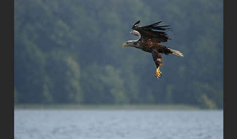 Seeadler (Haliaeetus albicilla)