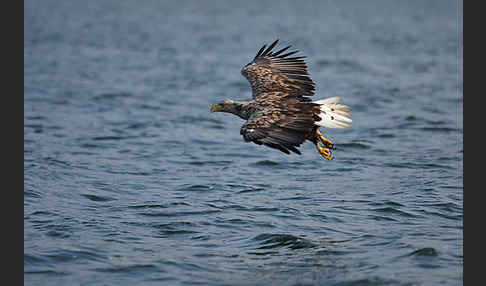 Seeadler (Haliaeetus albicilla)