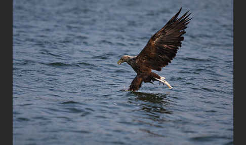 Seeadler (Haliaeetus albicilla)