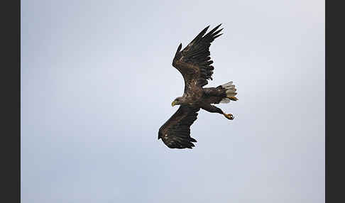 Seeadler (Haliaeetus albicilla)