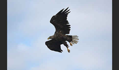 Seeadler (Haliaeetus albicilla)