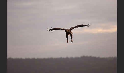 Seeadler (Haliaeetus albicilla)