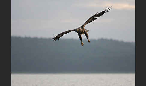 Seeadler (Haliaeetus albicilla)