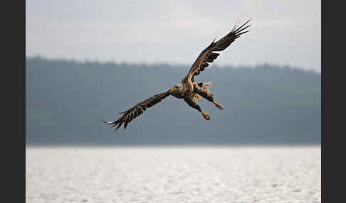 Seeadler (Haliaeetus albicilla)