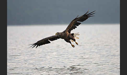 Seeadler (Haliaeetus albicilla)