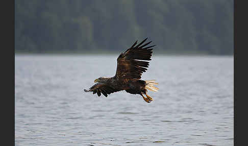 Seeadler (Haliaeetus albicilla)