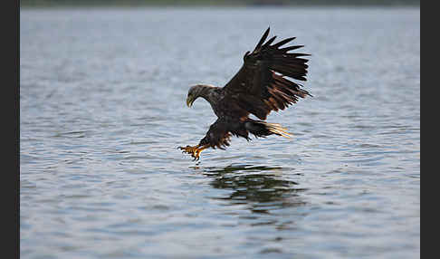 Seeadler (Haliaeetus albicilla)