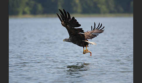 Seeadler (Haliaeetus albicilla)