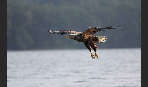 Seeadler (Haliaeetus albicilla)