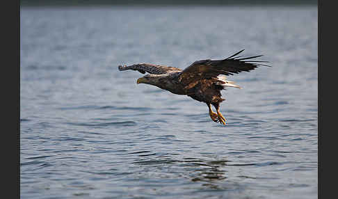 Seeadler (Haliaeetus albicilla)