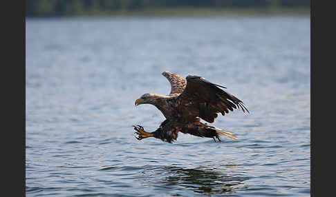 Seeadler (Haliaeetus albicilla)