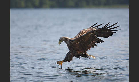 Seeadler (Haliaeetus albicilla)