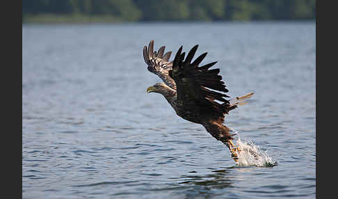 Seeadler (Haliaeetus albicilla)