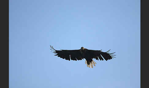 Seeadler (Haliaeetus albicilla)