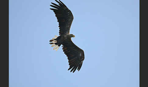 Seeadler (Haliaeetus albicilla)