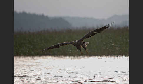 Seeadler (Haliaeetus albicilla)