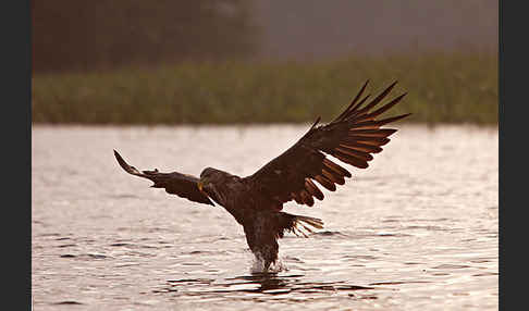 Seeadler (Haliaeetus albicilla)