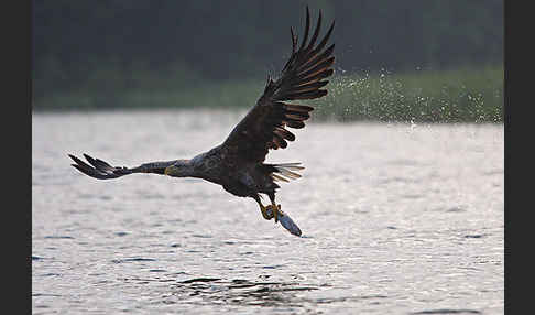 Seeadler (Haliaeetus albicilla)