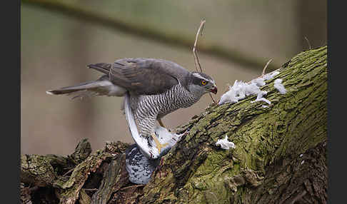 Habicht (Accipiter gentilis)