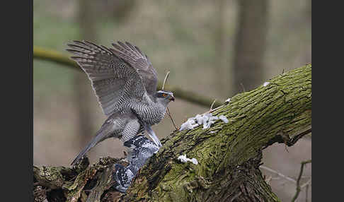 Habicht (Accipiter gentilis)