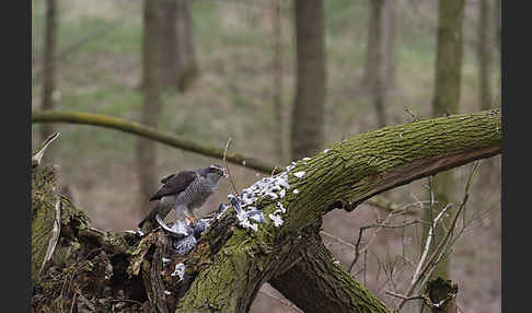 Habicht (Accipiter gentilis)