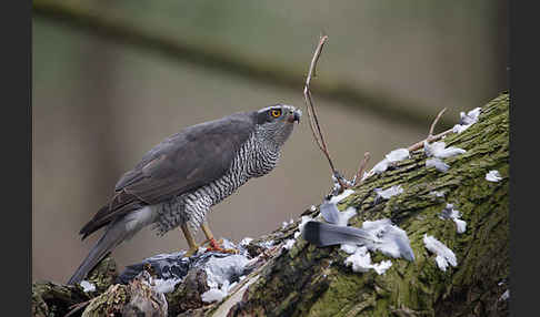 Habicht (Accipiter gentilis)