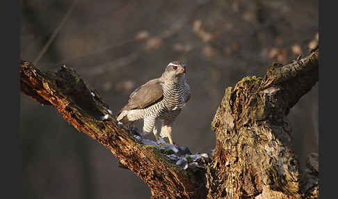 Habicht (Accipiter gentilis)