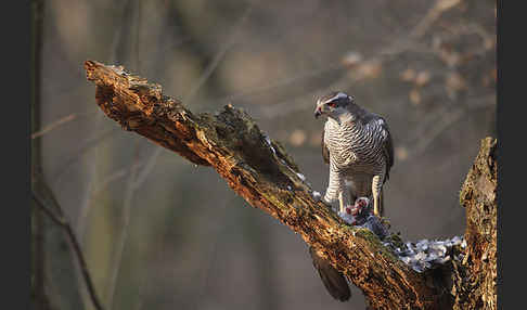 Habicht (Accipiter gentilis)