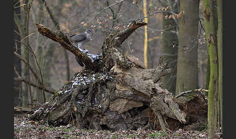 Habicht (Accipiter gentilis)