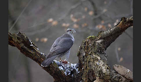 Habicht (Accipiter gentilis)