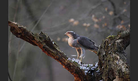 Habicht (Accipiter gentilis)