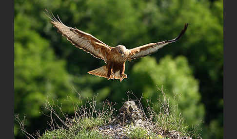 Adlerbussard (Buteo rufinus)