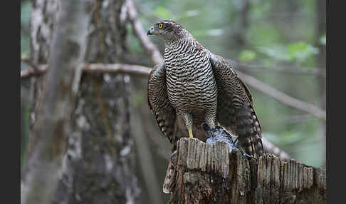 Habicht (Accipiter gentilis)