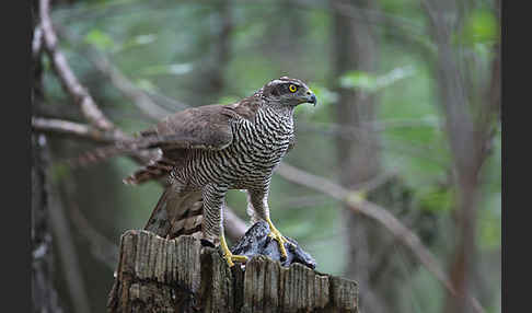 Habicht (Accipiter gentilis)