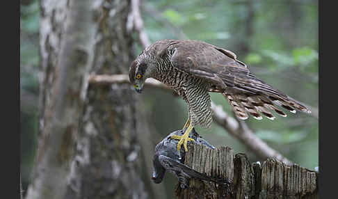 Habicht (Accipiter gentilis)