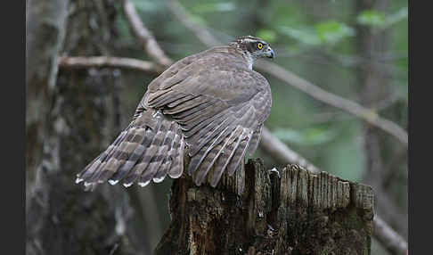 Habicht (Accipiter gentilis)