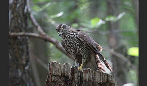 Habicht (Accipiter gentilis)