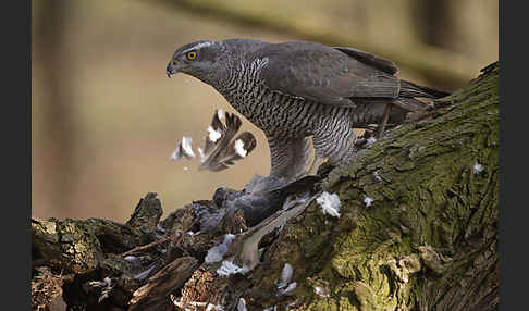 Habicht (Accipiter gentilis)