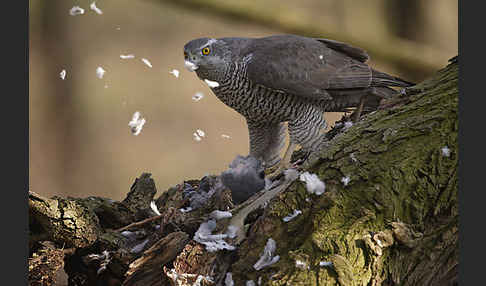 Habicht (Accipiter gentilis)