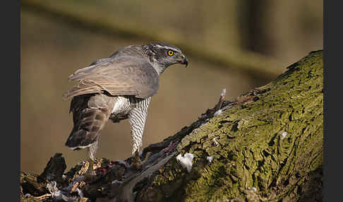 Habicht (Accipiter gentilis)