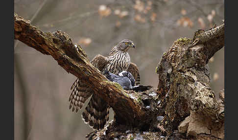 Habicht (Accipiter gentilis)