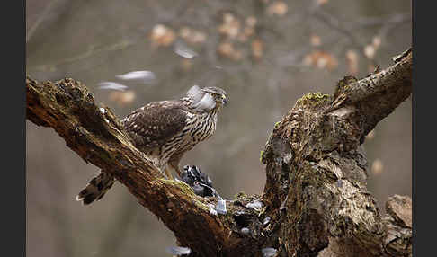 Habicht (Accipiter gentilis)