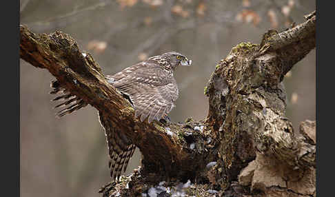 Habicht (Accipiter gentilis)