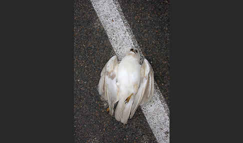 Mäusebussard (Buteo buteo)