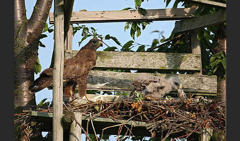 Mäusebussard (Buteo buteo)