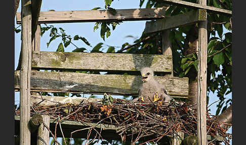 Mäusebussard (Buteo buteo)