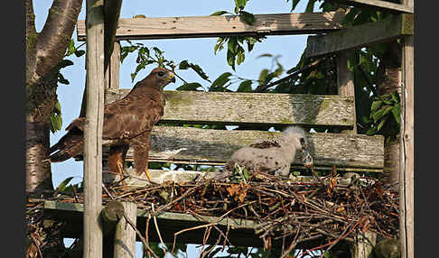 Mäusebussard (Buteo buteo)