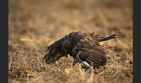 Mäusebussard (Buteo buteo)