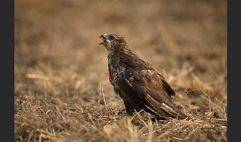 Mäusebussard (Buteo buteo)