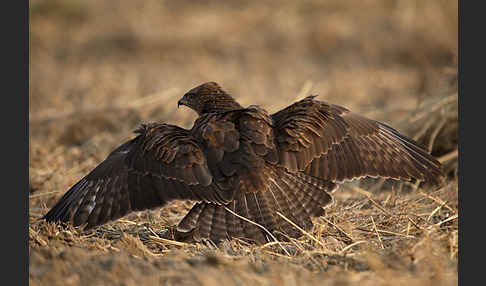 Mäusebussard (Buteo buteo)